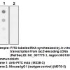 Anti-FITC mAb ELISA