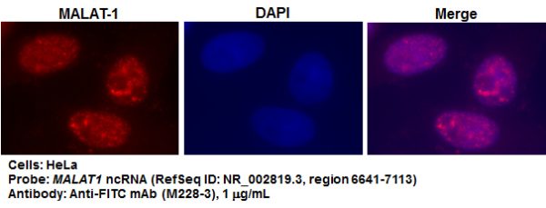 Anti-FITC mAb DB