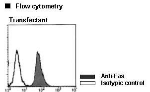 Anti-Fas (CD95) (Human) mAb (Monoclonal Antibody)