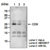 Anti-CD9 mAb-Biotin