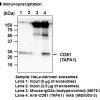 Anti-CD81 (TAPA1) mAb
