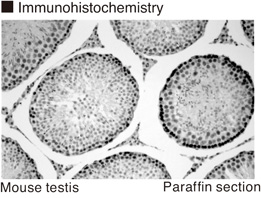 Anti-Bromodeoxyuridine mAb (Monoclonal Antibody)