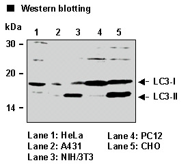 Anti-LC3 (Rat) pAb (Polyclonal Antibody)