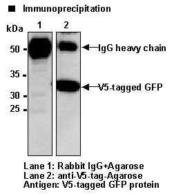 Anti-V5-tag pAb-Agarose (Polyclonal Antibody)