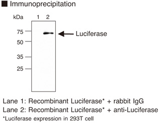 Anti-Luciferase pAb (Polyclonal Antibody)