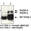 Anti-Atg16L pAb