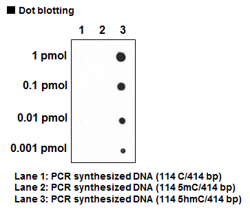 Anti-5-hydroxymethylcytosine (5hmC) pAb (Polyclonal Antibody)