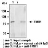 Anti-FMR1 pAb RNA IP