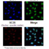 Anti-SRSF3 (SRp20) pAb IP