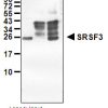 Anti-SRSF3 (SRp20) pAb WB