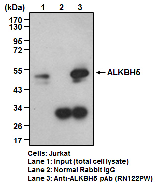 Anti-ALKBH5 pAb (Polyclonal Antibody)