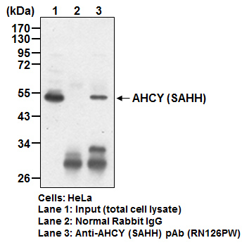 Anti-AHCY (SAHH) pAb (Polyclonal Antibody)