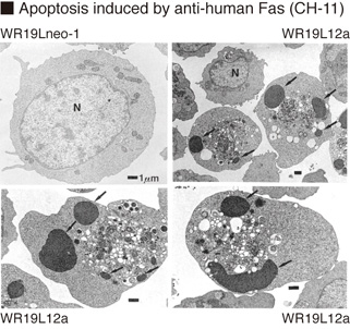 Anti-Fas (CD95) mAb (Monoclonal Antibody)