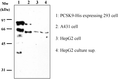 Anti-PCSK9 (Human) mAb (Monoclonal Antibody)