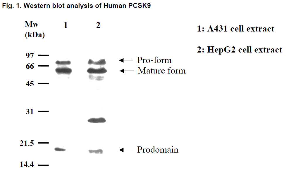 Anti-PCSK9 (Human) pAb (Polyclonal Antibody)
