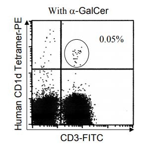 Human CD1d Tetramer (α-GalCer loaded)-PE