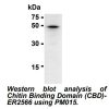 PM016 anti-Chitin pAb