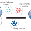 MHC-Peptide exchange