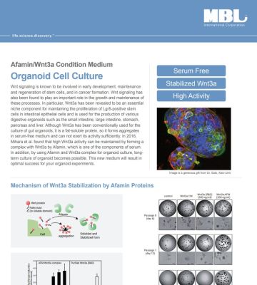 Brochure: Afamin/Wnt3a Condition Medium-Organoid Cell Culture