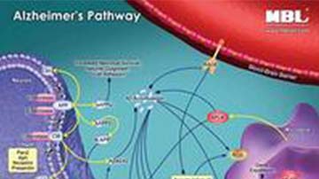 Pathway Poster: Alzheimer’s Disease