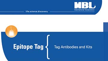 Brochure: Epitope Tag- Tag Antibodies and Kits