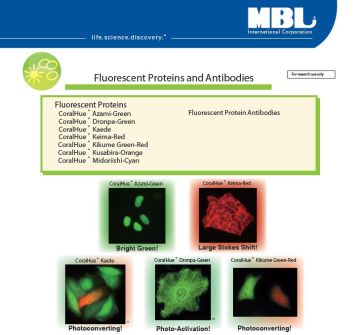Brochure: CoralHue® (Fluorescent Proteins and Antibodies)