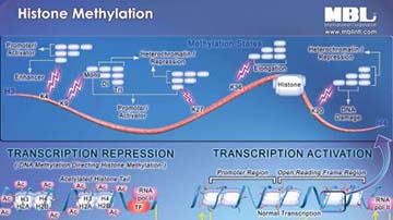 Pathway Poster: Histone Methylation