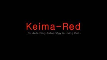 Video: Keima-Red Fluorescent Protein Vector for Mitophagy Monitoring in Living Cells