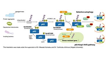 Blog: Mechanisms and detection methods of p62/SQSTM1 and its importance in the autophagy pathway.