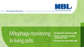 Brochure: Mitophagy Monitoring In Living Cells
