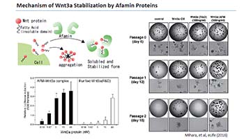 Blog: Is Wnt3a an essential component in organoid culture?