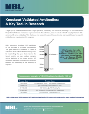 Brochure: Knockout Antibodies [KO] validation