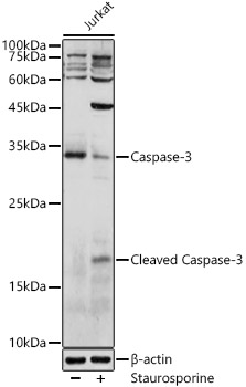 [KO Validated] Caspase-3 Rabbit pAb