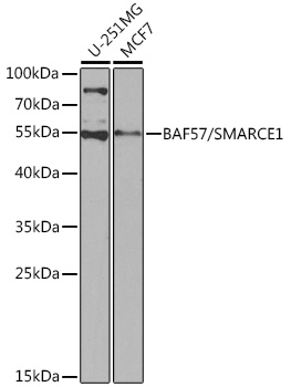 [KO Validated] BAF57/SMARCE1 Rabbit pAb