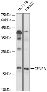 CENPA Rabbit pAb