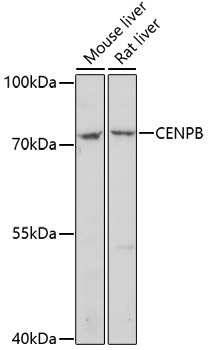 CENPB Rabbit pAb