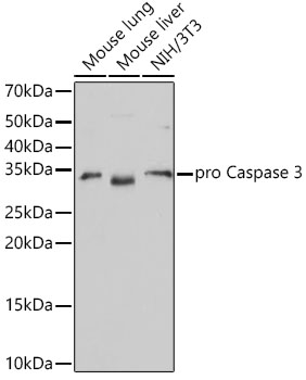 [KO Validated] active + pro Caspase-3 Rabbit mAb