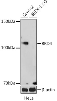 [KO Validated] BRD4 Rabbit pAb