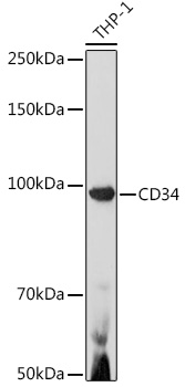 [KO Validated] CD34 Rabbit pAb