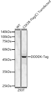 Rabbit anti DDDDK-Tag pAb