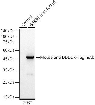 Mouse anti DDDDK-Tag mAb